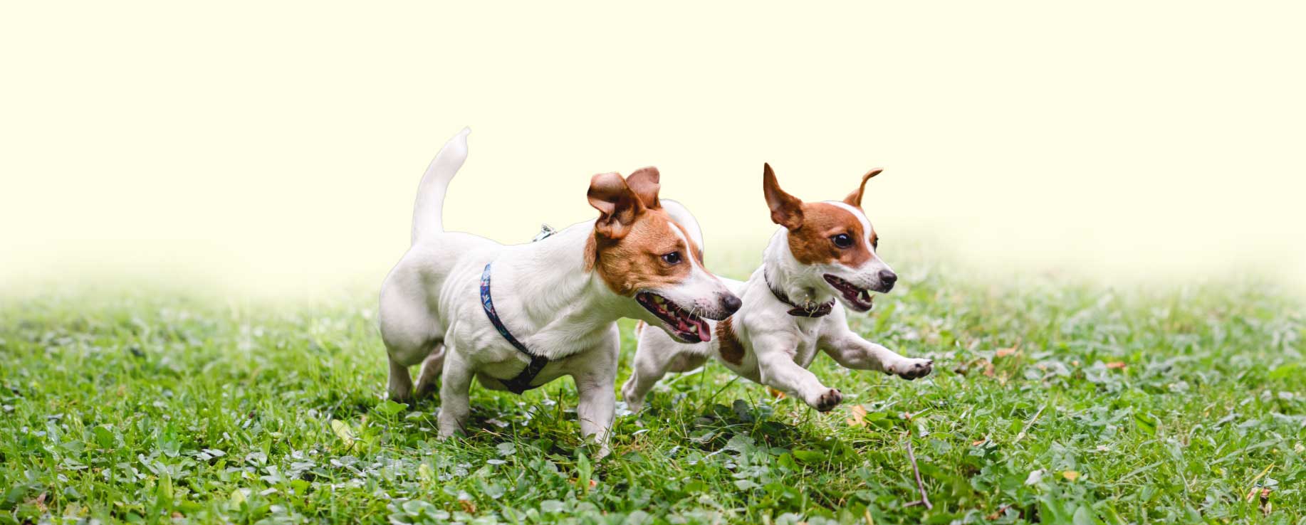 Two terriers in a dog friendly holiday let